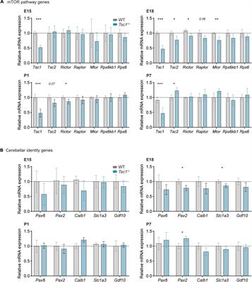 Tsc1 Haploinsufficiency Leads to Pax2 Dysregulation in the Developing Murine Cerebellum